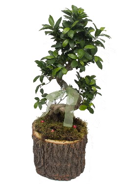 Doal ktkte bonsai saks bitkisi  En gzel hediye 