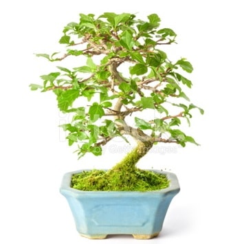S zerkova bonsai kısa süreliğine  En güzel hediye 