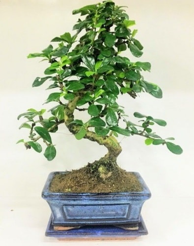 S Bonsai japon ağacı bitkisi  Anneme hediye 